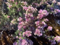 Verticordia plumosa