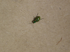 Diabrotica speciosa