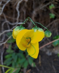 Senna holwayana