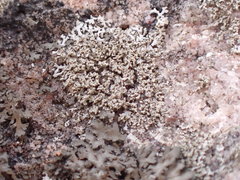 Physcia thomsoniana