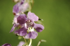Angelonia angustifolia