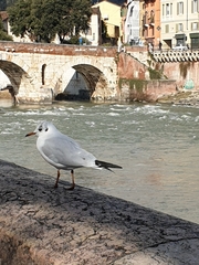 Chroicocephalus ridibundus