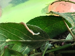 Sangalopsis microleuca