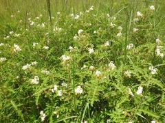 Solanum sisymbriifolium