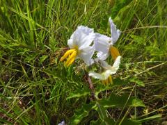 Solanum sisymbriifolium