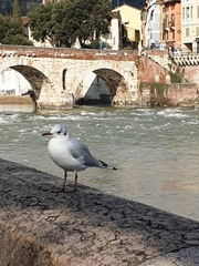 Chroicocephalus ridibundus