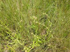 Spermacoce natalensis