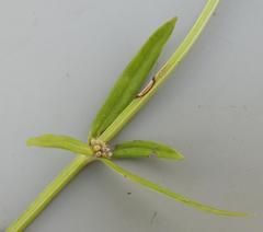 Spermacoce natalensis