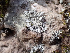 Physcia phaea