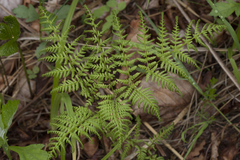 Athyrium spinulosum