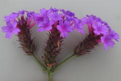 Verbena rigida