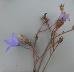 Wahlenbergia undulata