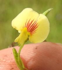 Zornia capensis capensis