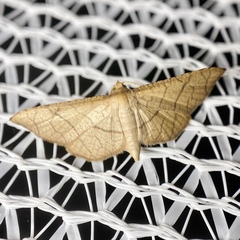 Hypolamprus ypsilon