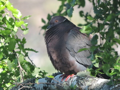Patagioenas araucana