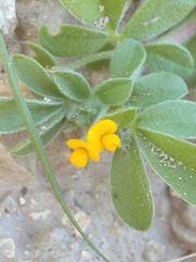 Anthyllis circinnata