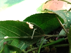 Sangalopsis microleuca
