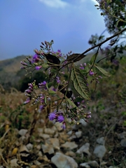 Vernonanthura oaxacana