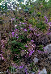 Vernonanthura oaxacana