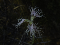 Dianthus broteri