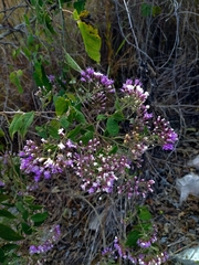 Vernonanthura oaxacana