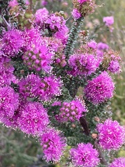 Kunzea recurva
