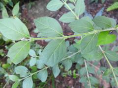 Afrocanthium mundianum