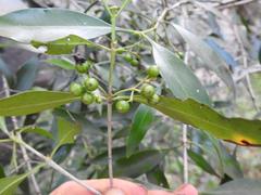 Coptosperma supra-axillare
