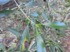 Coptosperma supra-axillare