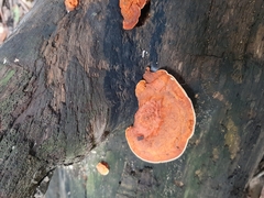 Trametes sanguinea