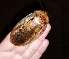 Archimandrita tessellata