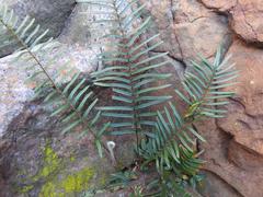 Pellaea pectiniformis