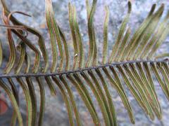 Pellaea pectiniformis