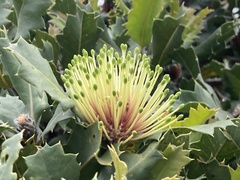 Banksia ilicifolia