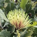 Banksia ilicifolia - Photo (c) pimelea, algunos derechos reservados (CC BY-NC), subido por pimelea