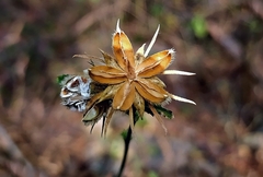 Hibiscus poeppigii