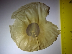 Aspidosperma