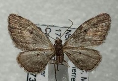 Eupithecia lariciata