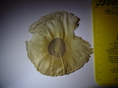Aspidosperma