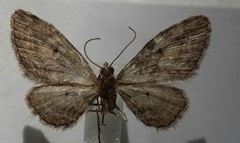 Eupithecia lariciata