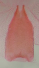 Eupithecia lariciata