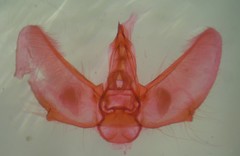 Eupithecia lariciata