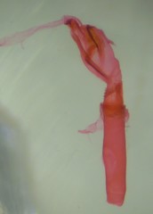 Eupithecia lariciata