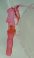 Eupithecia lariciata