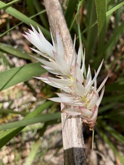Johnsonia lupulina