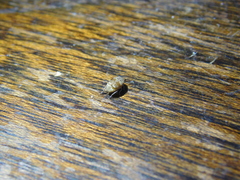 Anthrenus verbasci