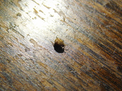 Anthrenus verbasci
