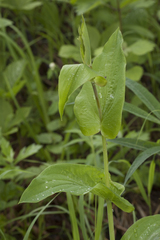 Bupleurum longiradiatum