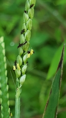 Paspalum laeve