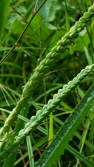 Paspalum laeve